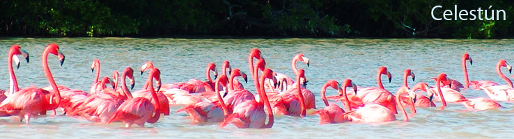 Celestún: vive esta bella reserva natural con bellas playas y sus espectaculares flamencos rosados  