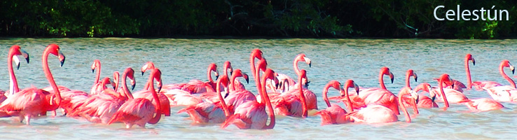 Cancún, El Caribe Mexicano te espera 