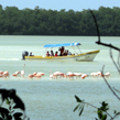 Celestún, Flamenco Rosado y observación especies marinas