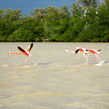  Celestún: Flamant rose et l'observation marine