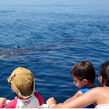 Holbox: Avistameinto de delfines y tortugas en mar abierto: