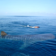 Holbox, nado con tiburón-ballena