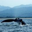 LABAIE BANDERAS –  DÉVISAGES DES BALEINES