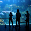 Aquarium de Veracruz  